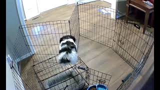 Smart Dog Escapes Cage Brilliantly  1319722