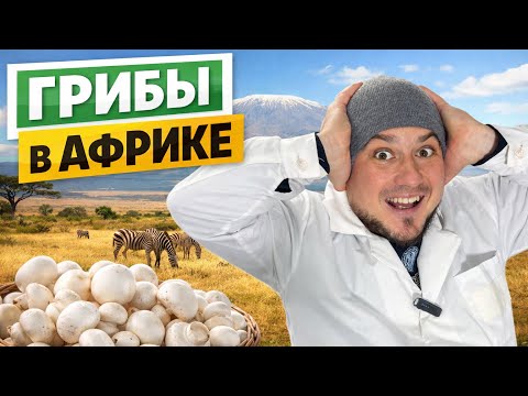Mushroom Business: Profits, Market, and Risks – A Complete Country-by-Country Report