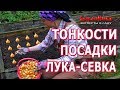 Тонкости посадки лука-севка. Когда сажать лук севок.