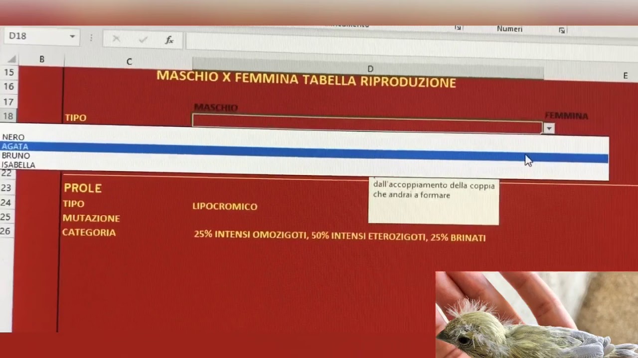 Canarini - ANTEPRIMA CALCOLATORE GENETICO