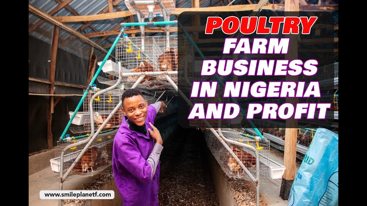 POULTRY FARM BUSINESS IN NIGERIA AND PROFIT - YouTube