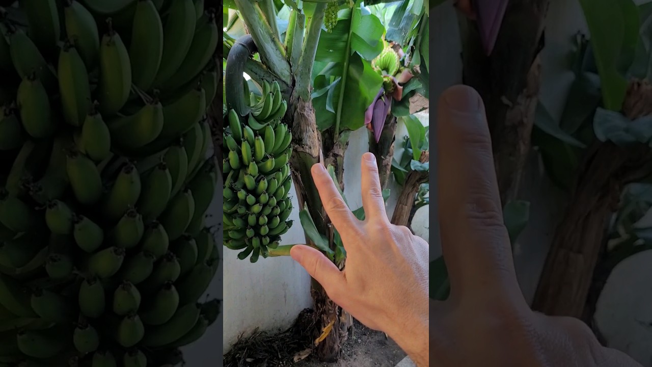 3 ERROS GRAVES que Impedem Você de Ter Cachos Grandes de BANANA