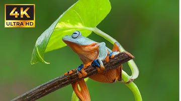 The Best HDR Video in 4K 60FPS 🔥 | Ultra HD Dolby Vision Experience