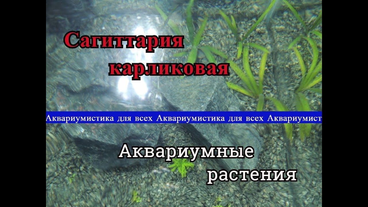 Сагиттария Карликовая (Sagittaria subulata) или Стрелолист