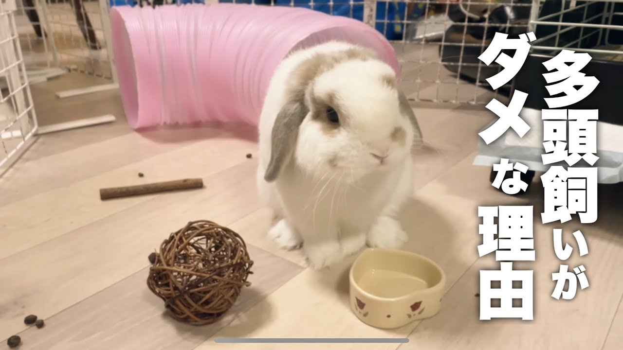 ウサギは１匹で飼うより仲間がいた方がいいの Is It Better To Have A Friend Than To Keep One Rabbit No 306 うさぎ ウサギ 多頭飼い Youtube
