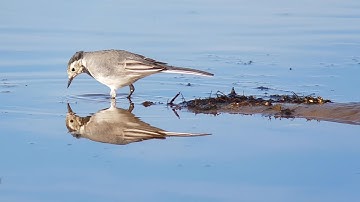 Digiscoping  August morning  2022  Film in 4 k