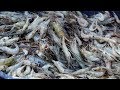 Wow A Lot Of Fish Hunting In River II Fishing Village