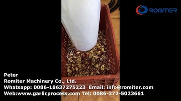 Automatic 1000kgh Garlic Clove Color Sorting Machine