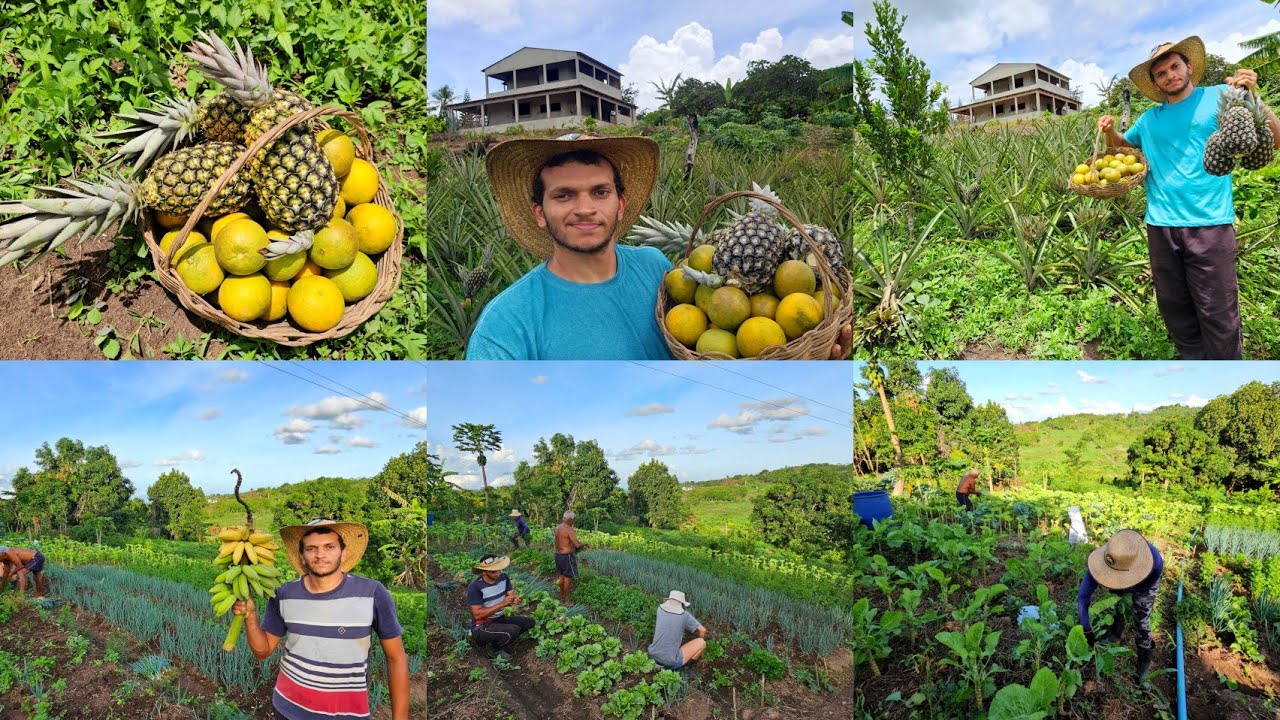 COLHEITA na horta // chuva à noite // novo plantio de milho 
