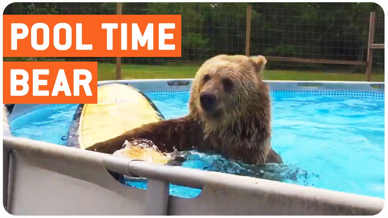 crashes on air Bear Lives Better Life Than Us All
