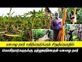      banana fibre extraction in tamil  banana fibre