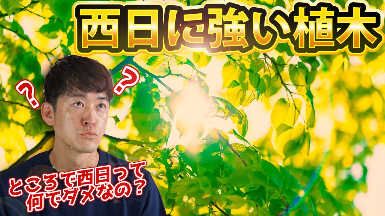 【西日が怖い本当の理由知ってる？】西日に弱い木も解説。もうこれで西日は怖くない！