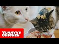 Cats eating raw chicken|Raw cat food|Snowball and Robby love to eat chicken|