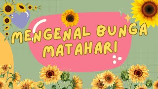 Mengenal Bunga Matahari #edukasi #anak #bunga #matahari