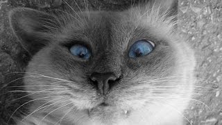 Приколы про животных или вся злость котов | Jokes about animals 2015 Приколы про животных или вся злость котов | Jokes about animals 2015