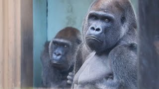 Gorilla⭐Momotaro scolds Gentaro who attacks his beloved wife many times.【Momotaro family】