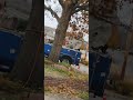 missiletoe removal