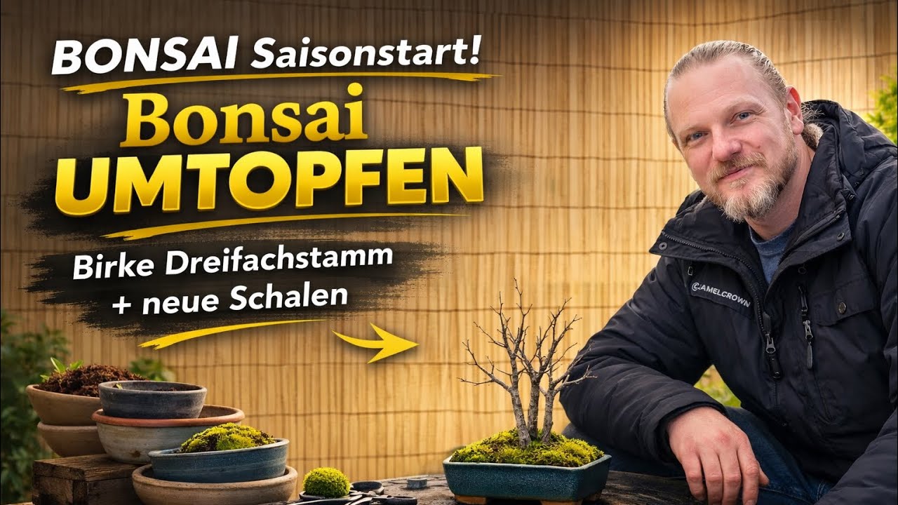Saisonstart! Bonsai umtopfen – Birke Dreifachstamm + neue Schalen