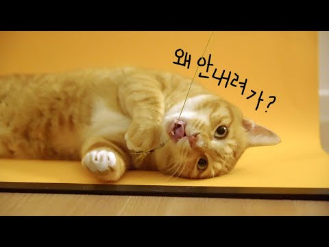 1층 안 내려가고 24시간 오들이랑만 지내보았다🕓