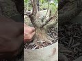 Membuat karakter batang pada bonsai kimeng #bonsai