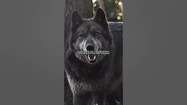 Joe Rogan on Living with a Pack of Wolves thumbnail