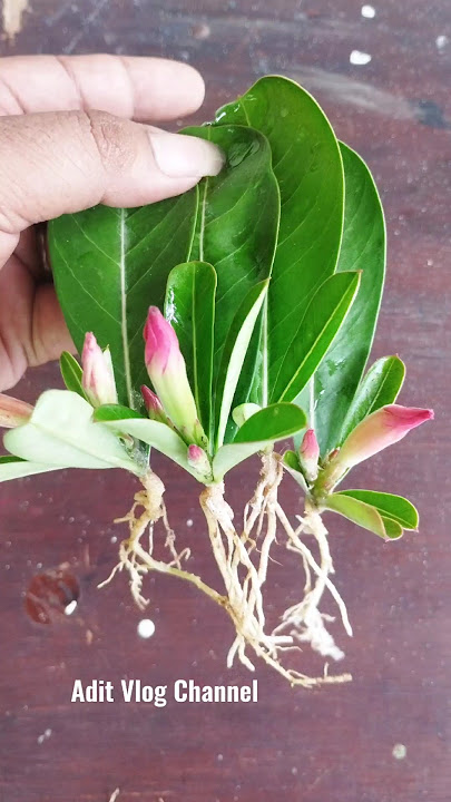 Easy Way to Grow Roots and Shoots on Adenium Leaves 100% Successful #ShortVideo