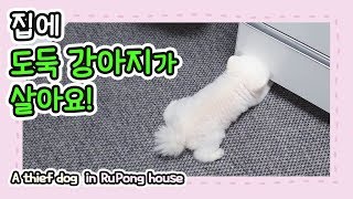 [ENG] A thief dog in RuPong house