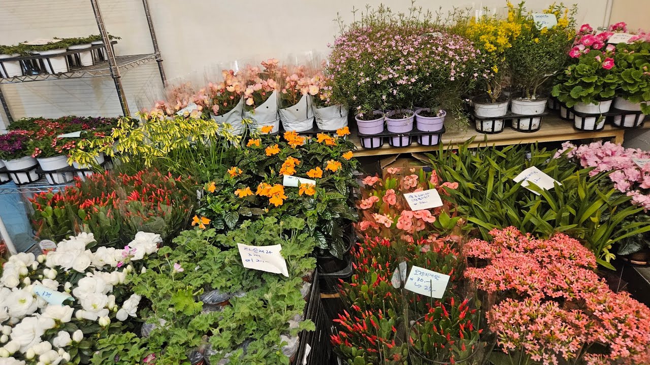 로뎀나무/3/6/ 문의 010 5380 5008/ 막실마라/카이언트/피나타/거베라/후리지아/왕꽃기린/오렌지개발/산드라기타등