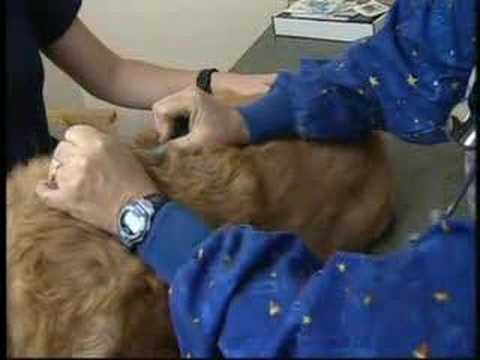 Disaster Preparedness for Pets