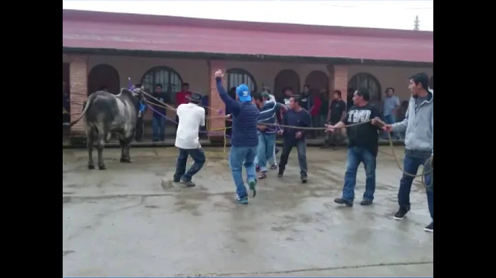 Novillo donado por Cipriano Ros Montes