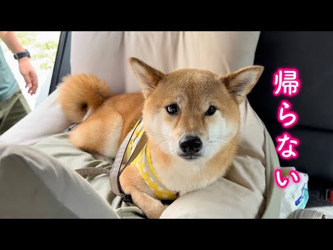 お出かけを早々に帰宅すると不満爆発し降車拒否する柴犬が可愛い