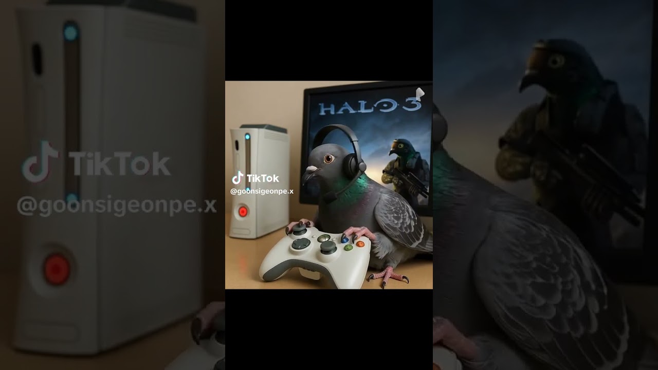 gamer sigeon pex doctor