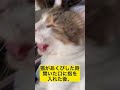 猫の飼い主あるある#shorts