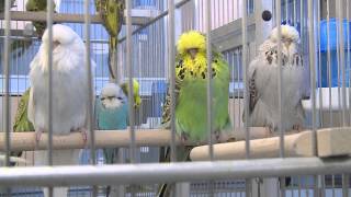 One day in Budgie Land