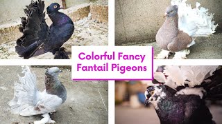 Different Colors Of Fantail Pigeons Slideshow