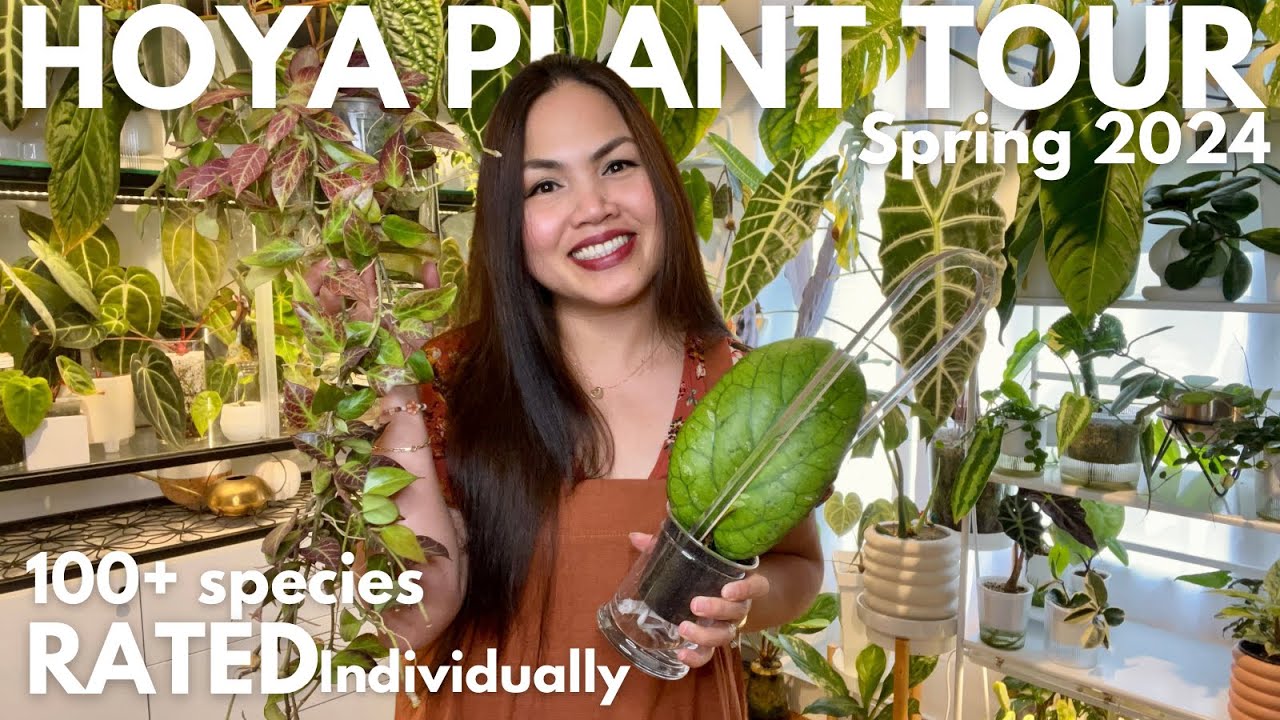 Ultimate Hoya Plant Collection Tour 2024: Rating 116 Varieties from 5 to 1 Stars!✨🌱