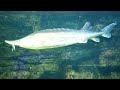 Atlantic sturgeon, underwater video of a large sturgeon. Red book fish.