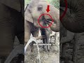 When Animals Did the Unexpected