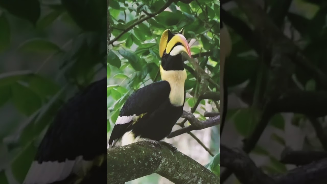 Great Hornbill – Jewel of the Asian Forests
