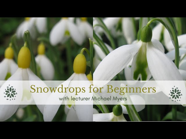 Snowdrops for Beginners - Michael Myers class=