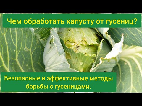 Как обработать капусту от гусениц в домашних условиях