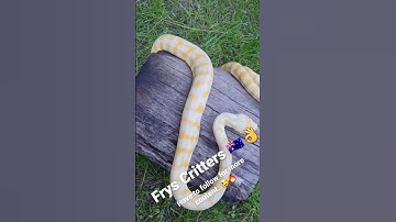 Albino Darwin Python     🔥🇦🇺