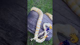 Albino Darwin Python     🔥🇦🇺