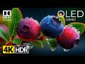 OLED Demo – Stunning Nature In 4K Dolby Vision |  HDR for 8K TV