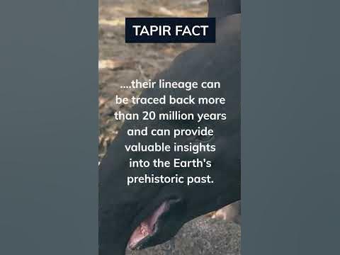 "Why Tapir Considers It As A Living Fossil?" #shorts #animalfacts #
