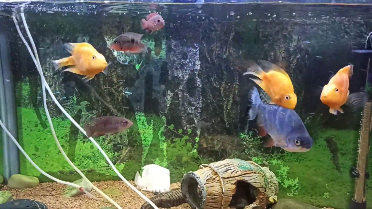 Aquarium Fish // Feeding Food In Morning // MJBF YouTube