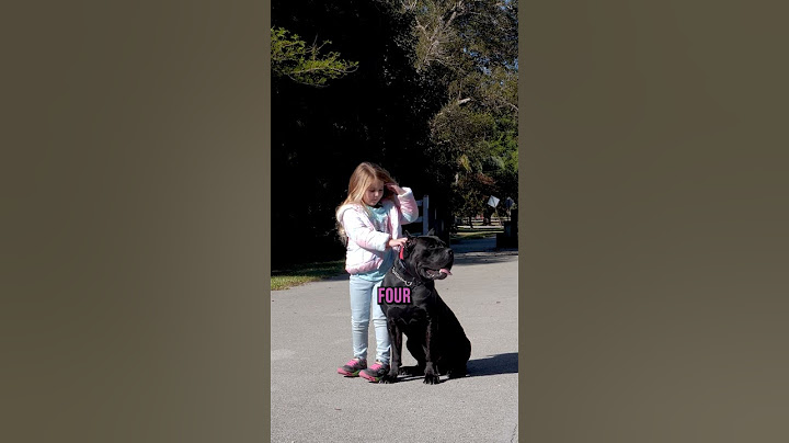 Will a 125-Lb Cane Corso Listen to a 4 Year Old?