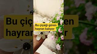 Siyah İnci Çiçeği #garden #çiçek #çiçekbakımı #sardunya #sardinia #viral #shorts #keşfet #fyp