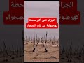 #شاهد الآن: تبون يغير وجه الصحراء الجزائرية.. مشروع عملاق للطاقة الشمسية في تقرت يبهر الجميع
