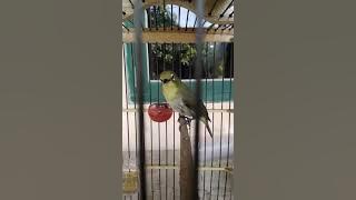 Pleci monty mata putih wiksar